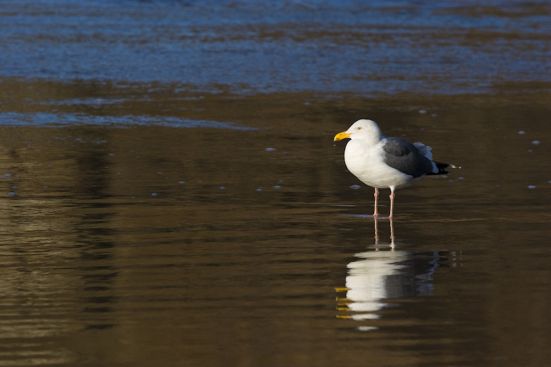 Western Gull On Beach